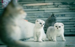 Scottish Fold cats for sale: Need home ASAP Full pedigreeTICA reg Scottish Fold in Barnet - Image 5