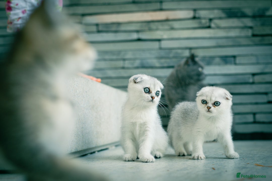Scottish Fold cats for sale: Need home ASAP Full pedigreeTICA reg Scottish Fold in Barnet - Image 5