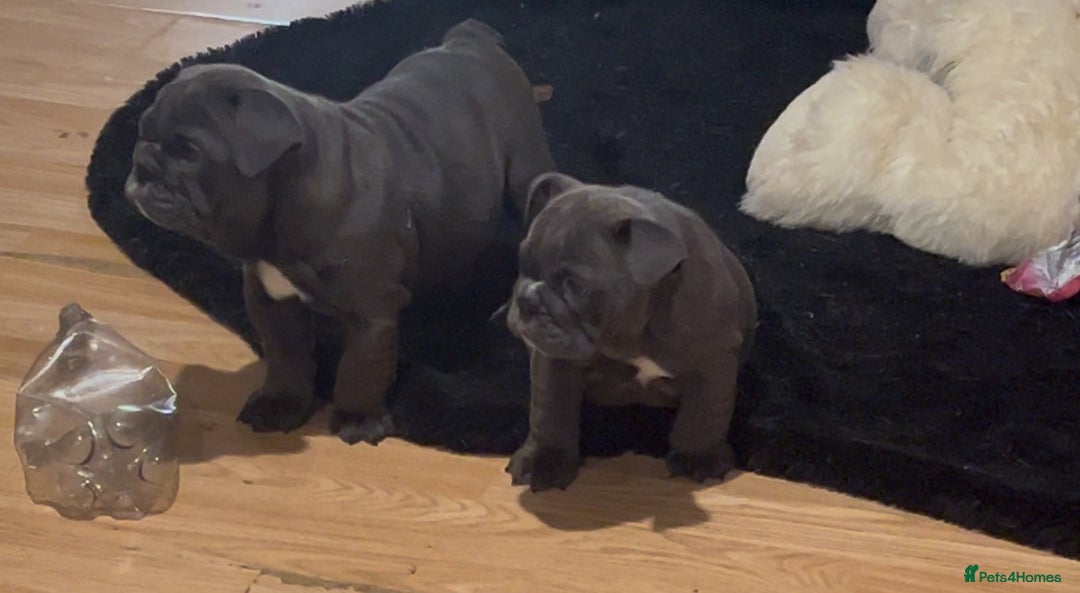 English Bulldog dogs for sale: Gorgeous English bulldog puppies  - Advert 7