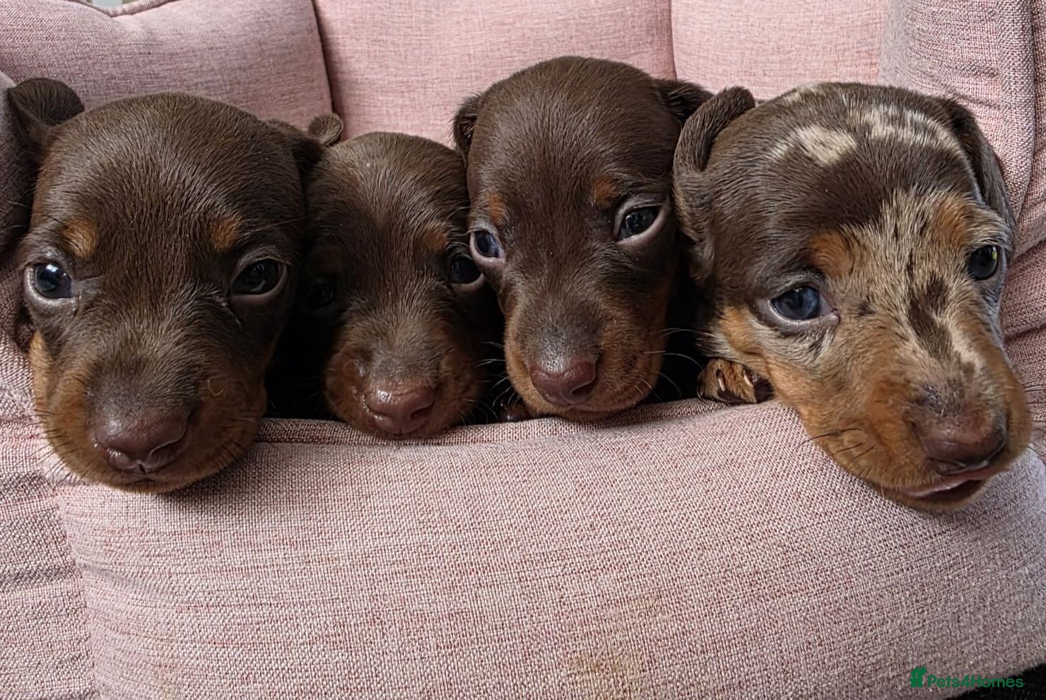 Miniature Dachshund dogs miniature dashhounds kc registered  - Advert 1