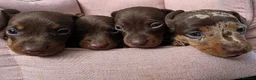 Miniature Dachshund dogs for sale: miniature dashhounds kc registered  - Advert 1