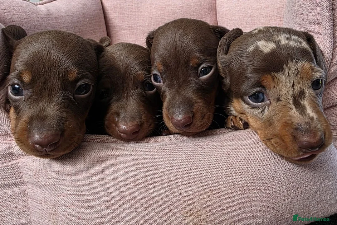 Miniature Dachshund dogs for sale: miniature dashhounds kc registered  - Advert 1