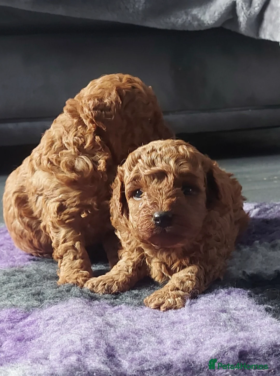 Toy Poodle dogs for stud: *KC Reg'd Toy Poodle Stud Dog*DNA Tested Clear* in Leyland - Advert 24