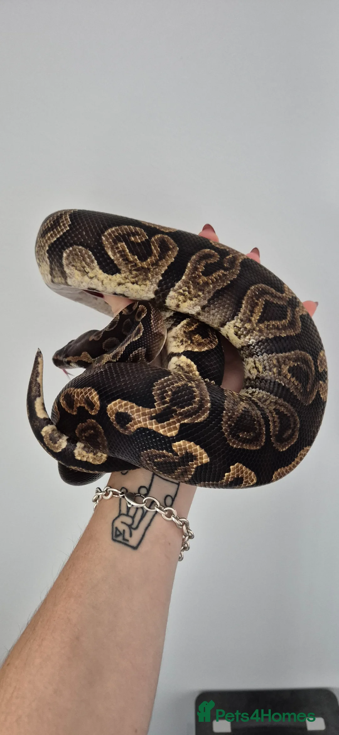 Python Snake reptiles for sale: Various ball (royal) pythons. - Advert 14