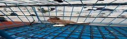 Pigeons birds for sale: Polish Pigeons for Sale - Advert 2