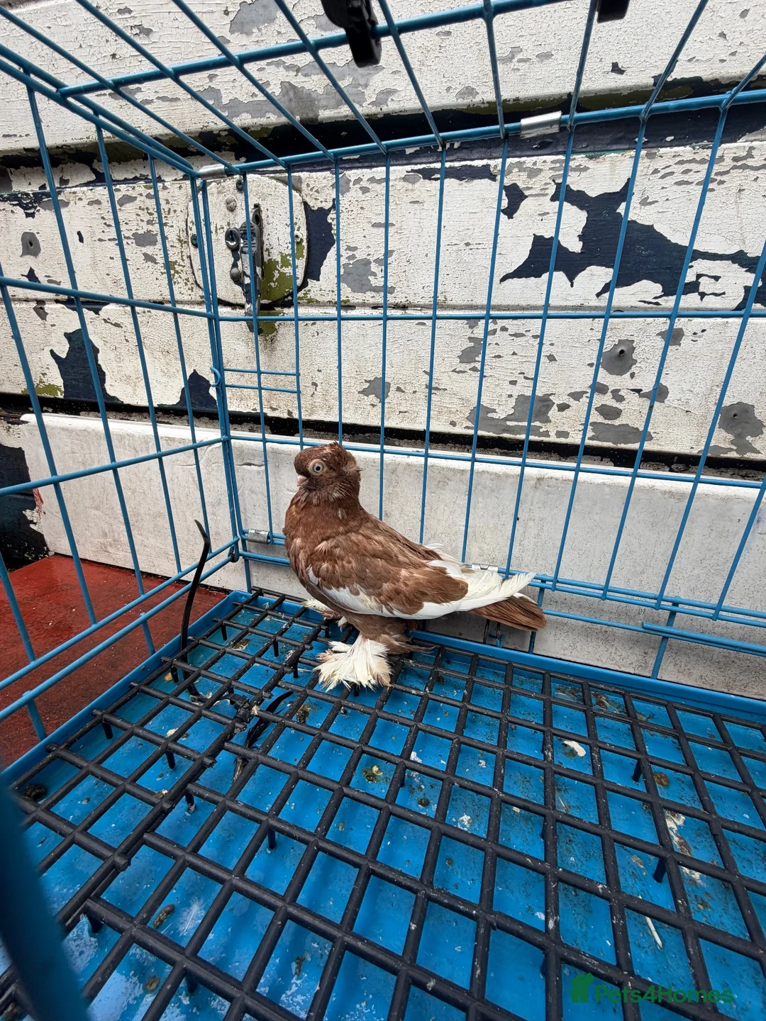 Pigeons birds for sale: Polish Pigeons for Sale - Advert 2