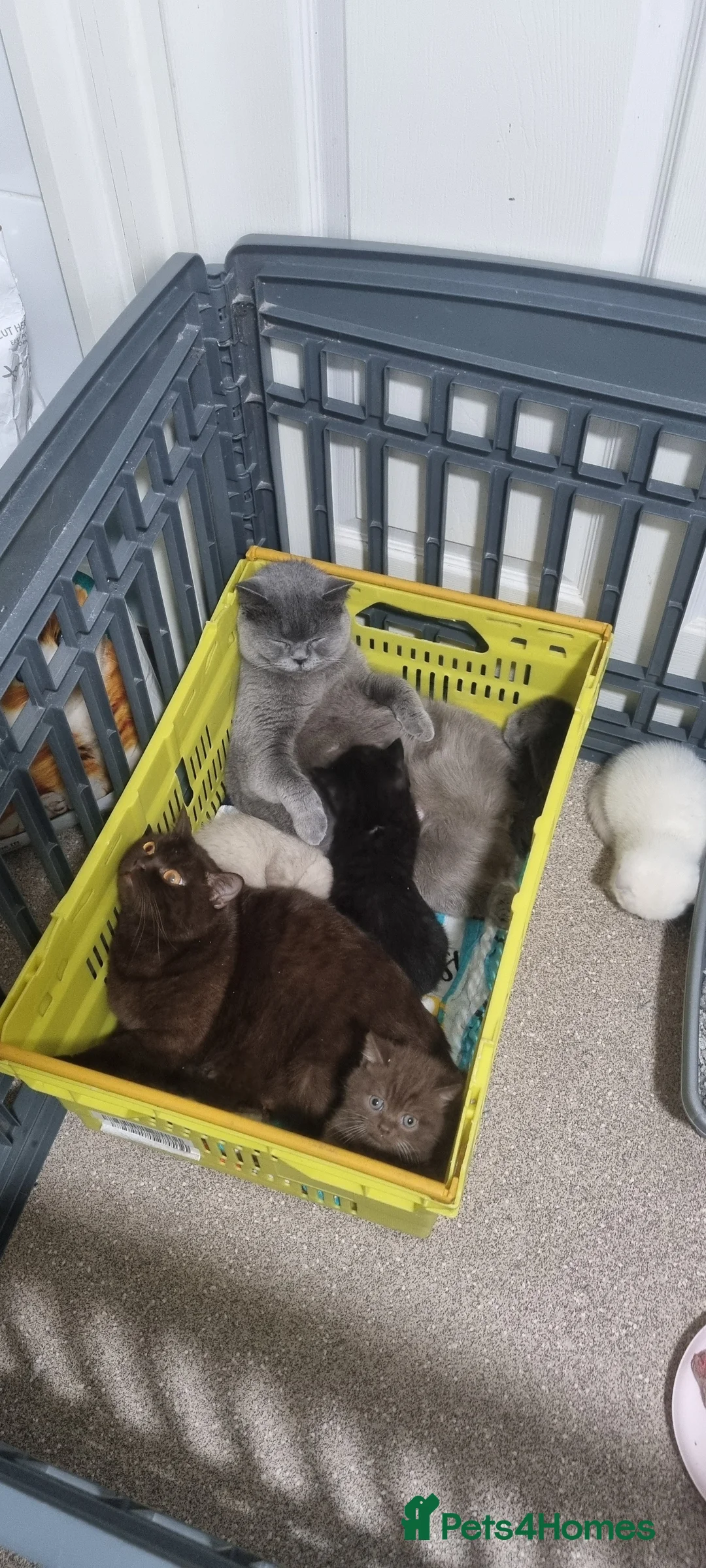 British Shorthair cats for sale:  READY NOW Brittish shorthair kittens - Advert 2