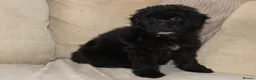 Aussiedoodle dogs for sale: Aussiedoodle F1 Health Tested KC registered parent - Advert 10