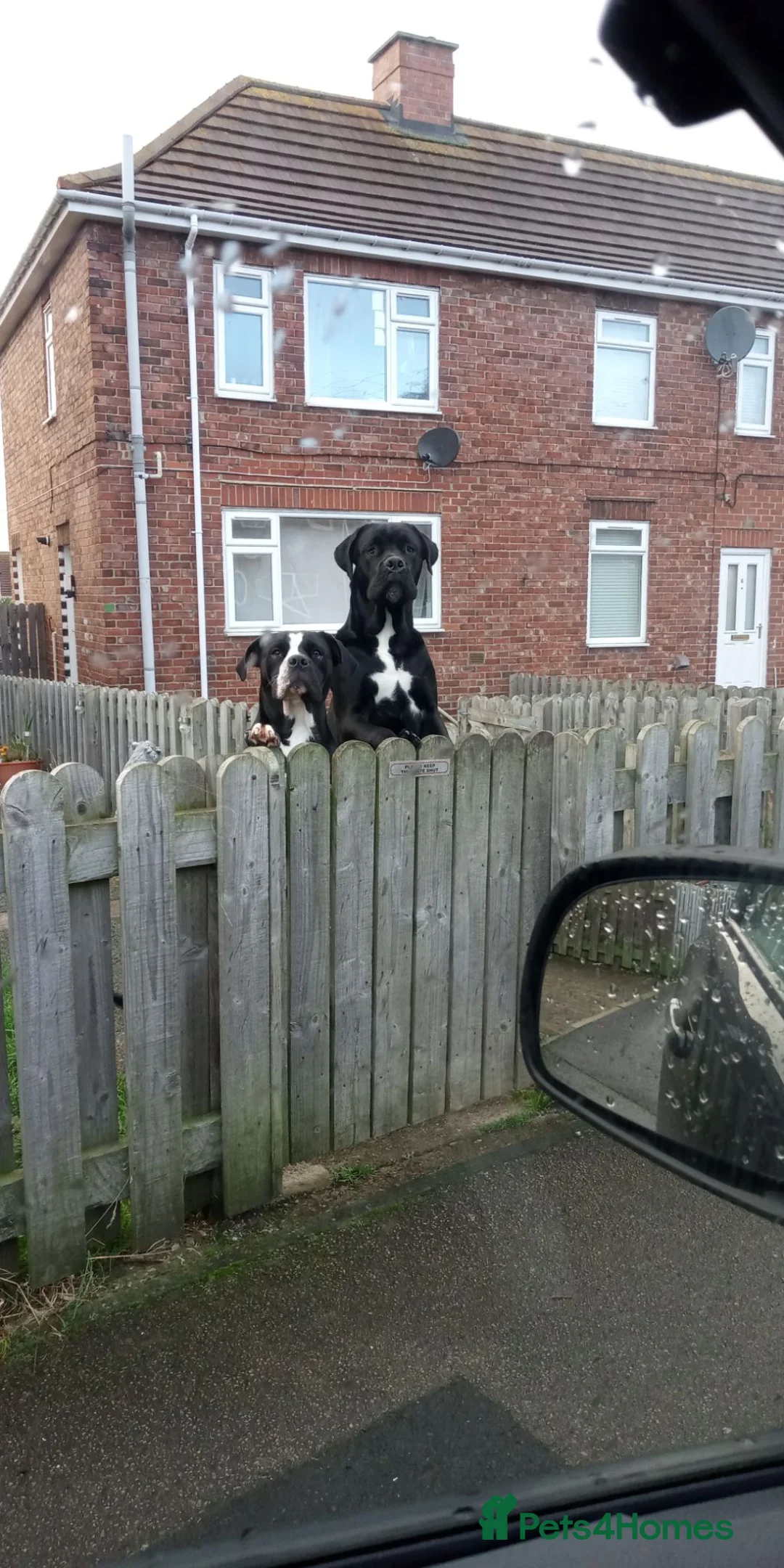 Cane Corso dogs for stud: Our boy Kong is up for stud in Chester-le-Street - Advert 2