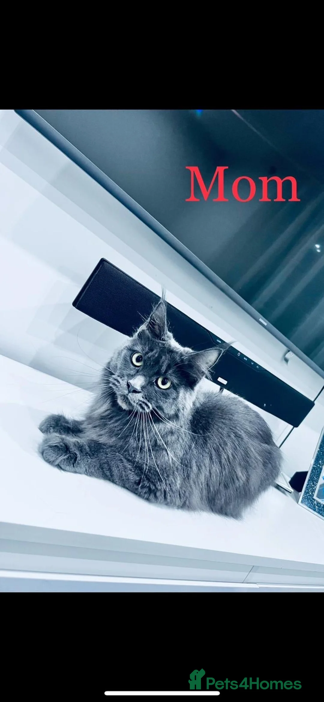 Maine Coon cats for sale: Maine Coon Kittens XXL – Blue. Beautiful - Advert 38