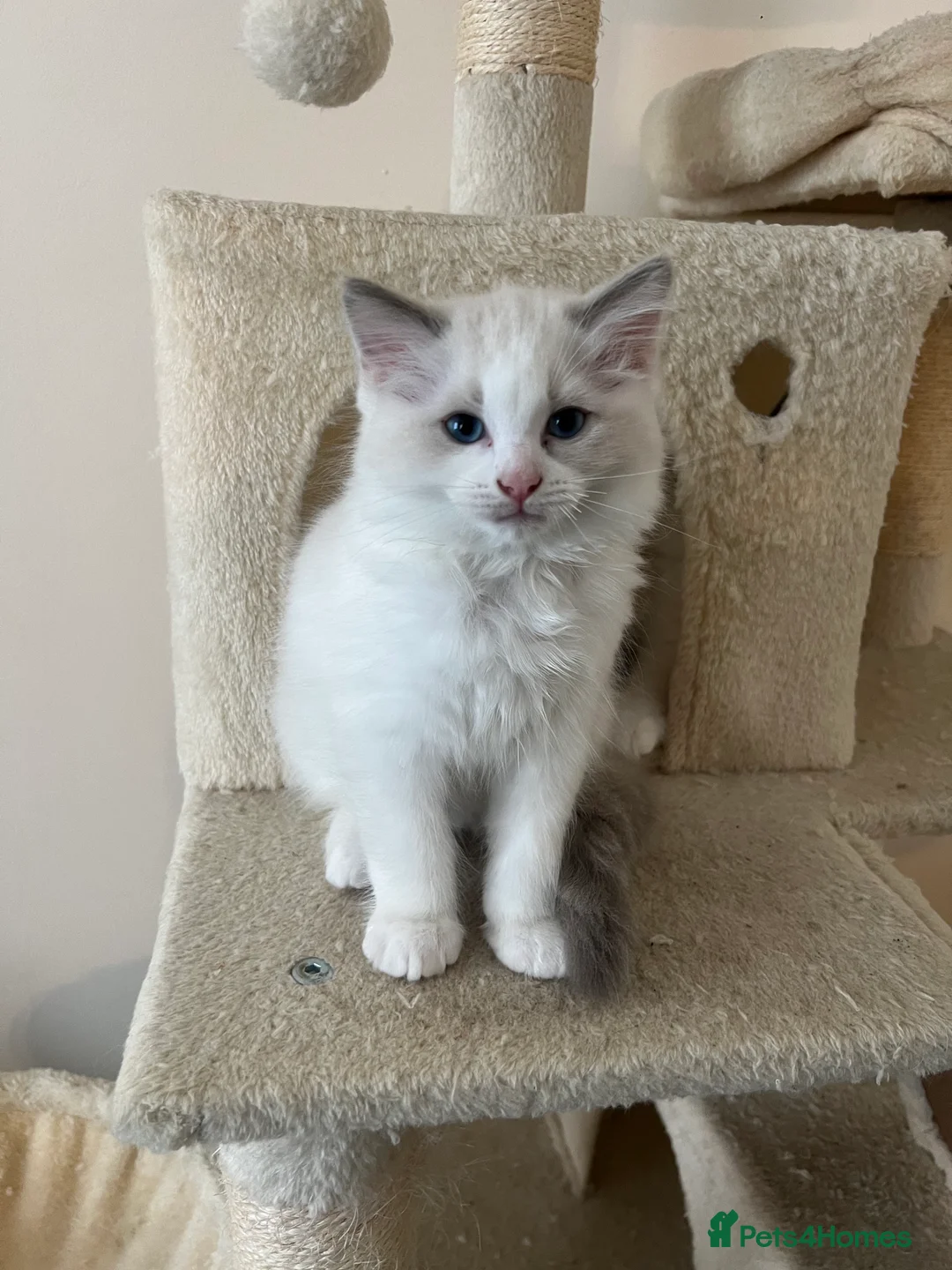Ragdoll cats for sale: 2 Male Ragdolls Kittens  for sale  - Advert 2