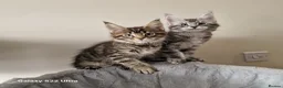 Maine Coon cats for sale: Licensed breeder-maine coon kittens - Advert 2