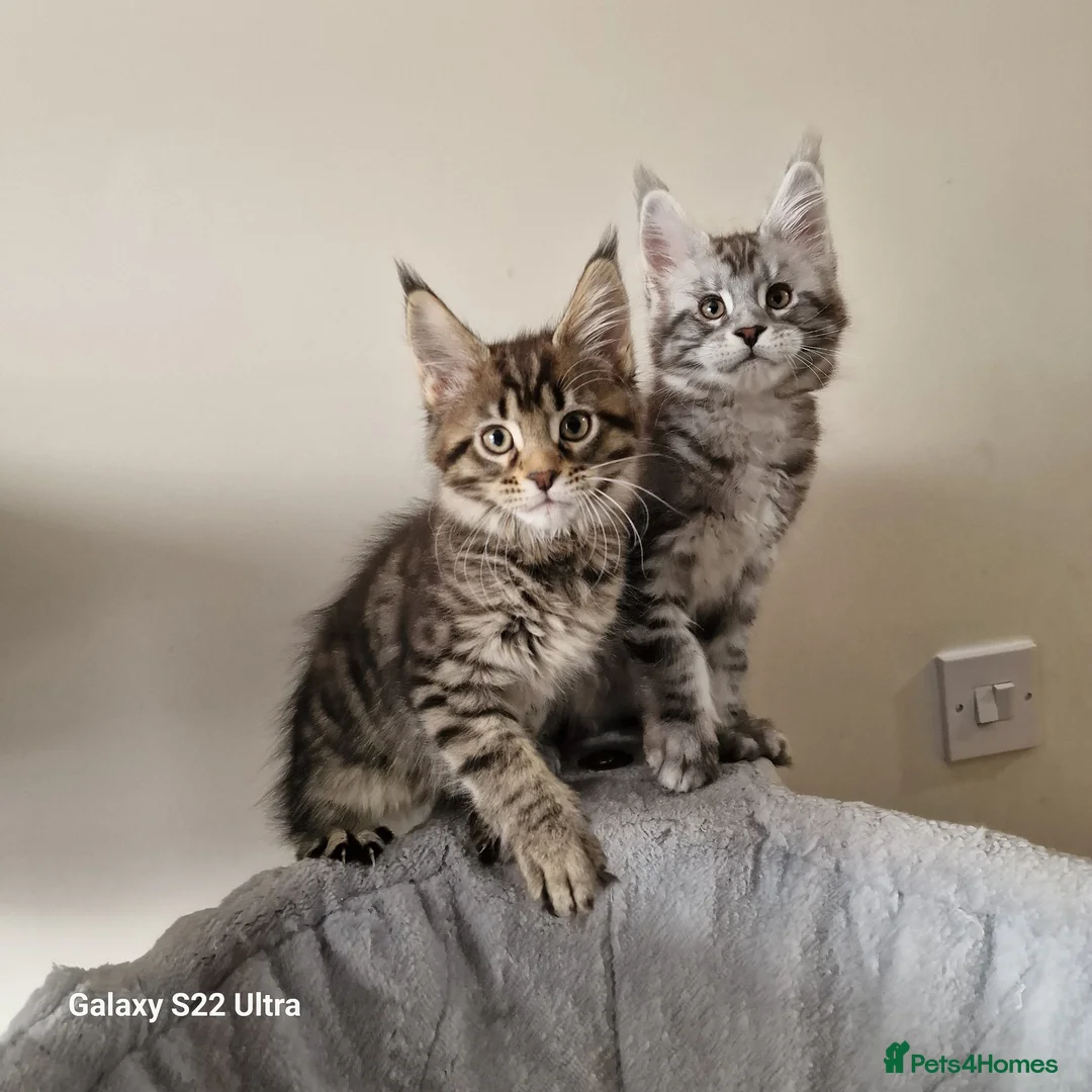 Maine Coon cats for sale: Licensed breeder-maine coon kittens - Advert 2