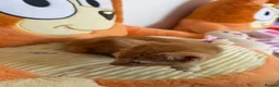 Domestic Shorthair cats for sale: Adorable Kittens Looking for Loving Homes in Willenhall - Advert 4