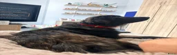 Mixed Breed dogs for adoption: Toff 9 month, medium Macedonian Rescue girl - Advert 4