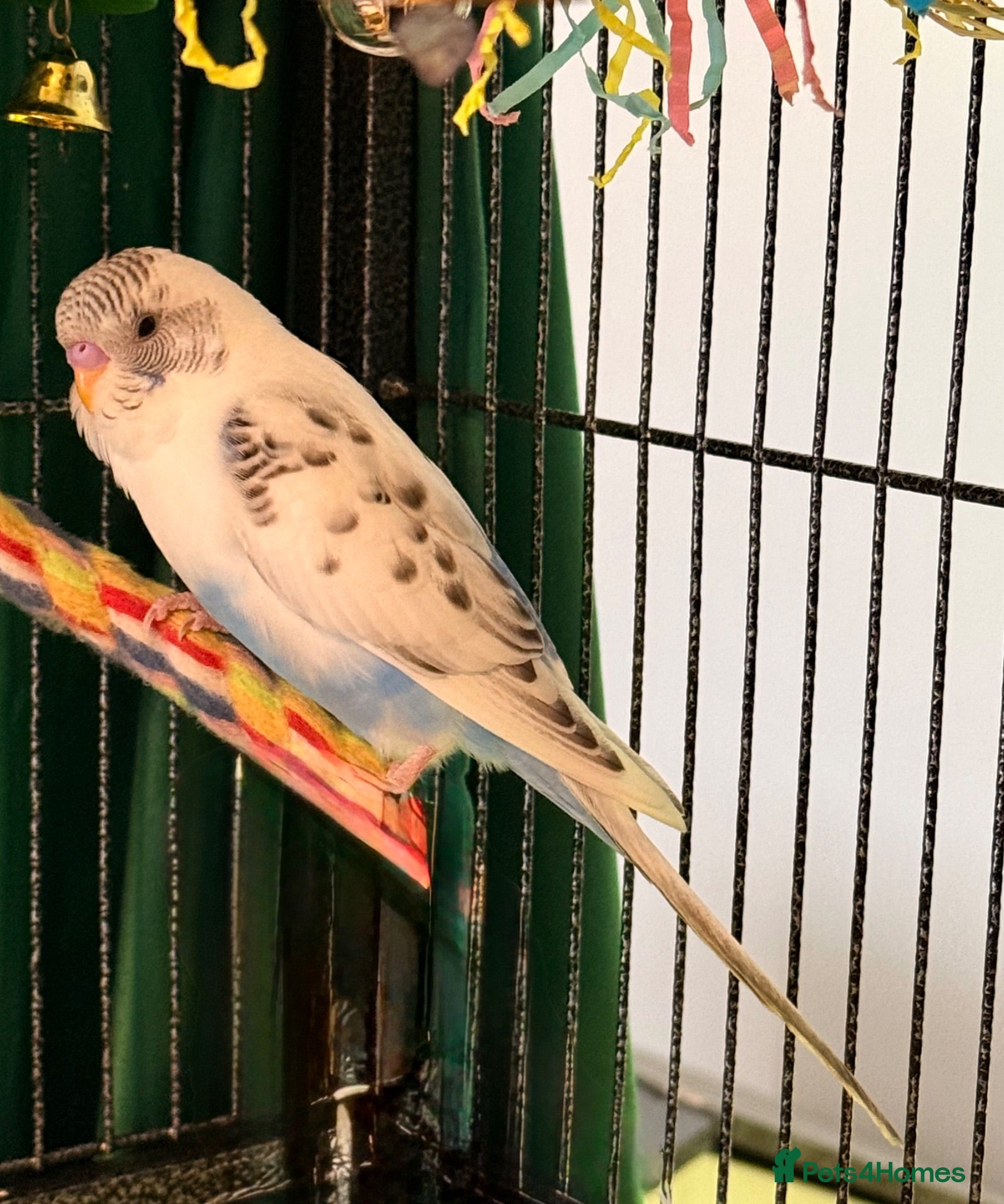 Budgerigars birds   budgies  available 9 weeks old  - Advert 2