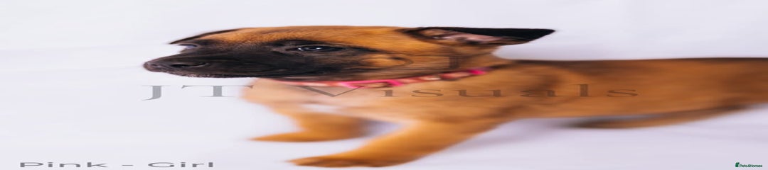 Pink-girl