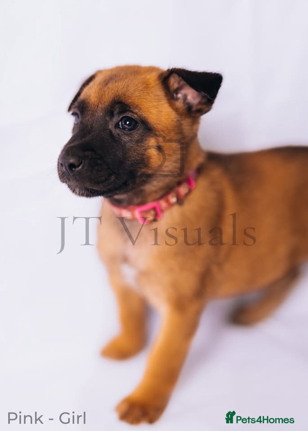 Belgian Shepherd Dog dogs for sale: Belgian malinois puppies - Image 9