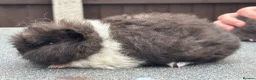 Guinea Pig rodents for sale: Swiss boars and Funky Boars  - Advert 6