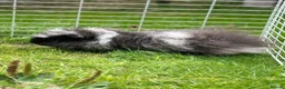 Guinea Pig rodents for sale: Swiss boar - Advert 2