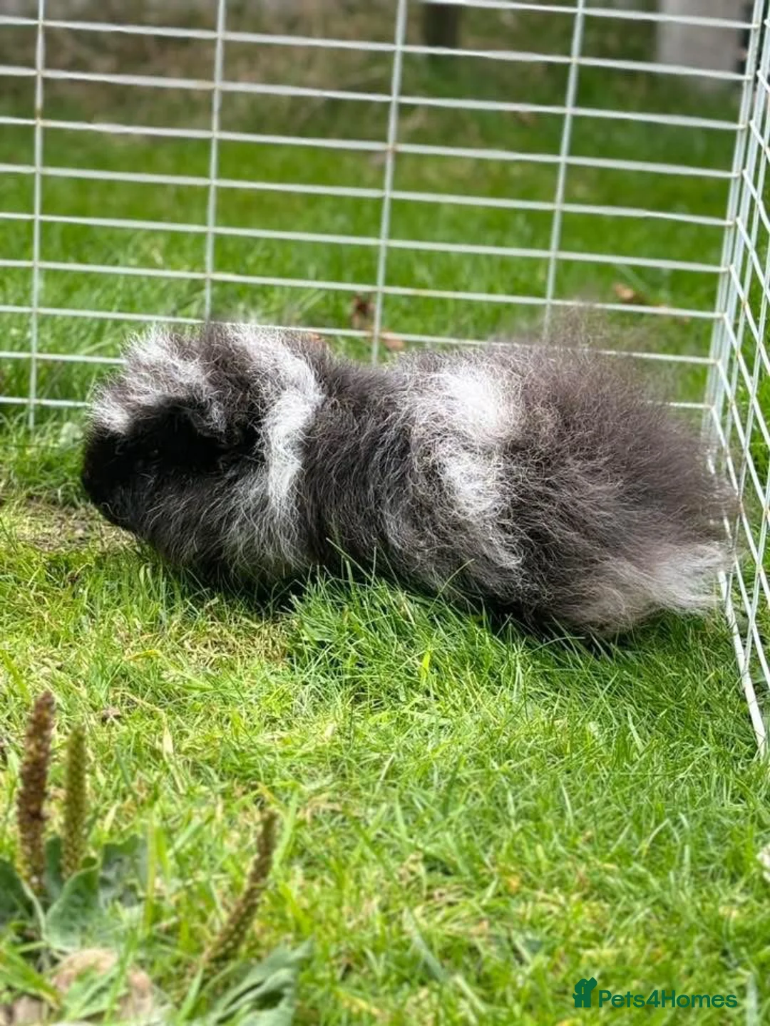 Guinea Pig rodents for sale: Swiss boar - Advert 2