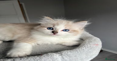 Ragdoll cats Registered Ragdolls kittens for sale LAST BOY - Advert 10
