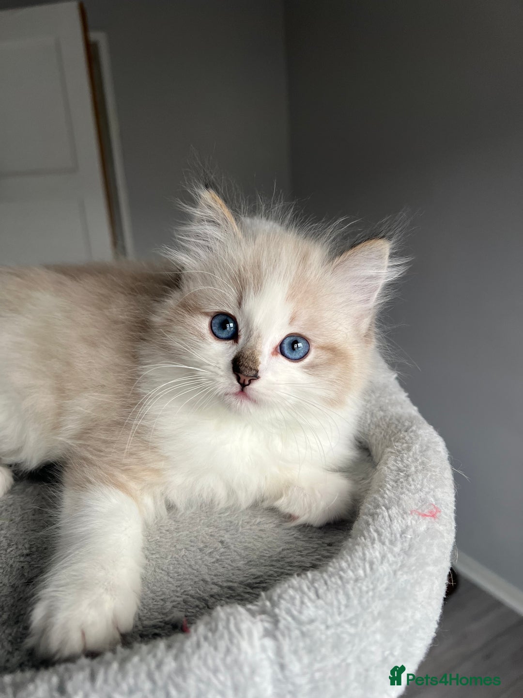 Ragdoll cats for sale: Registered Ragdolls kittens for sale LAST BOY - Advert 2