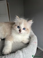 Ragdoll cats Registered Ragdolls kittens for sale LAST BOY - Advert 1