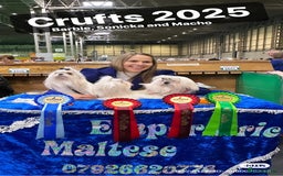 Maltese dogs for sale: Emperatrice Maltese-Korean Line Show Maltese KC Re - Image 15