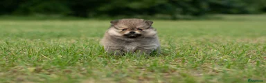 Pomeranian Puppy 4