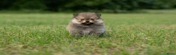 Pomeranian dogs for sale: ✨ Tiny Teddy Face Pomeranian Puppies 🐻✨ - Advert 26