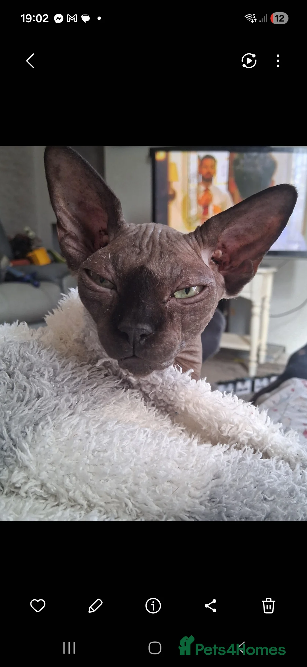 Sphynx cats for sale: Beautiful sphynx kitten - Advert 1