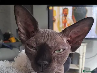 Sphynx cats Beautiful sphynx kitten - Advert 3