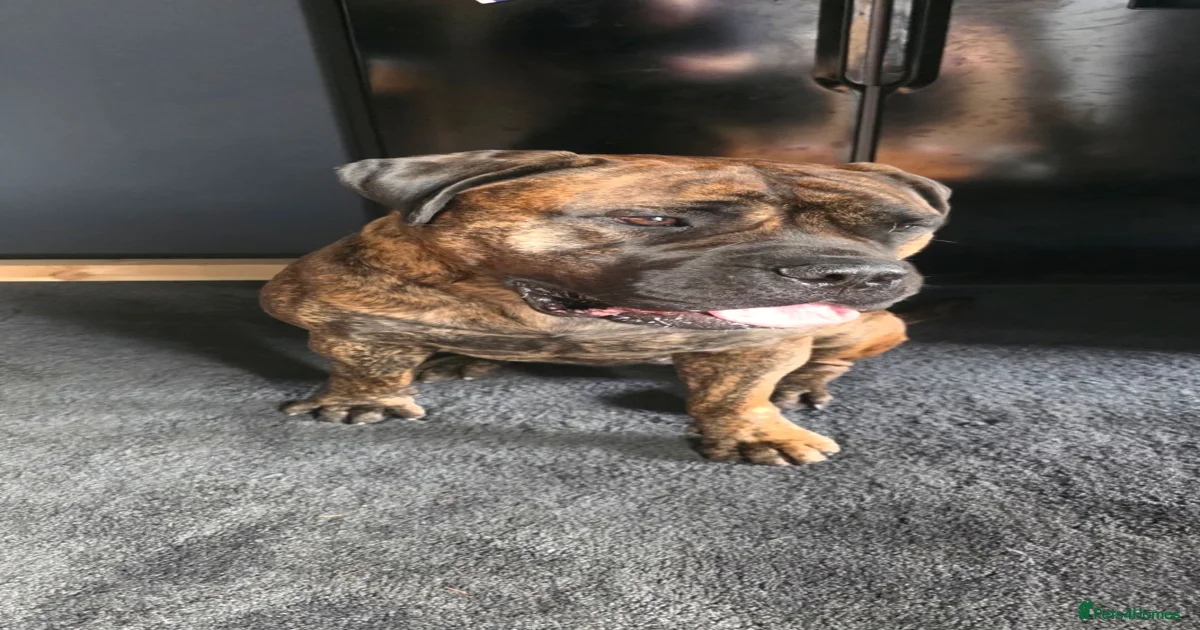 Bullmastiff Puppies for sale in Preston, Lancashire | Pets4Homes