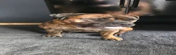 Bullmastiff dogs for sale: Female Bullmastiff 2 Year old Pup - Advert 5