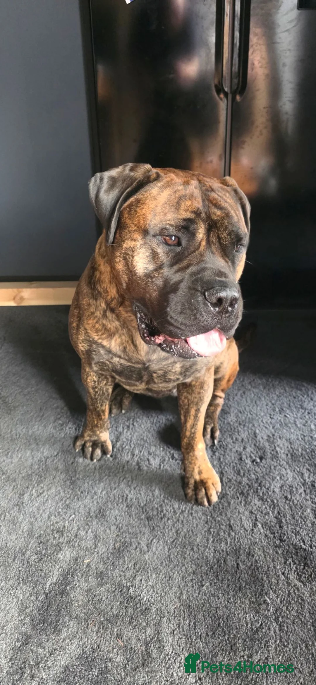 Bullmastiff dogs for sale: Female Bullmastiff 2 Year old Pup - Advert 5