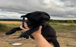 Borador dogs for sale: Beautiful intelligent Borderdors for sale  - Image 9