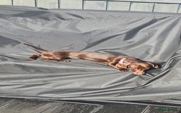 Miniature Dachshund dogs for sale: Rehoming our baby coco - Image 4