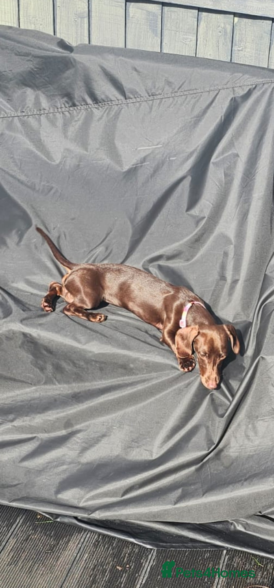 Miniature Dachshund dogs for sale: Rehoming our baby coco - Image 4