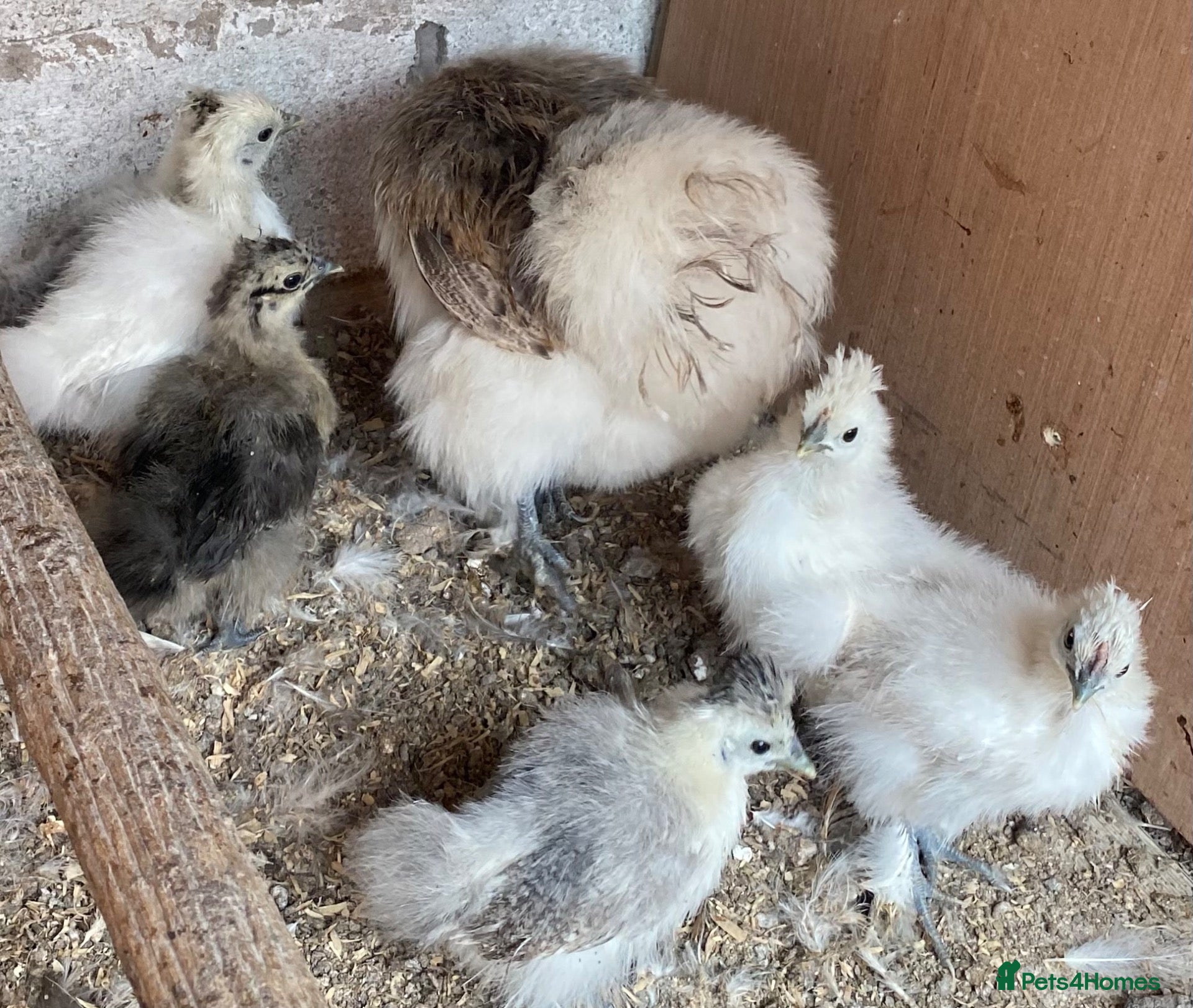 Chickens poultry Silkie chicks and mum  for sale  - Advert 3