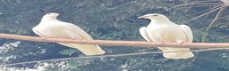 Pigeons birds for sale: White racing Pigeons for sale.Delbar bloodline. - Advert 2