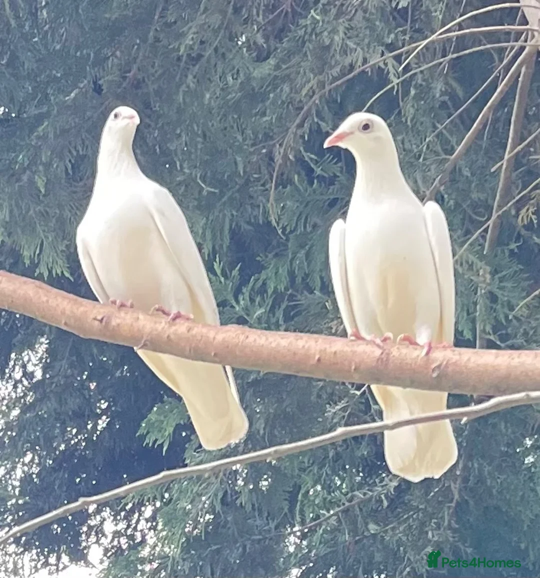 Pigeons birds for sale: White racing Pigeons for sale.Delbar bloodline. - Advert 2