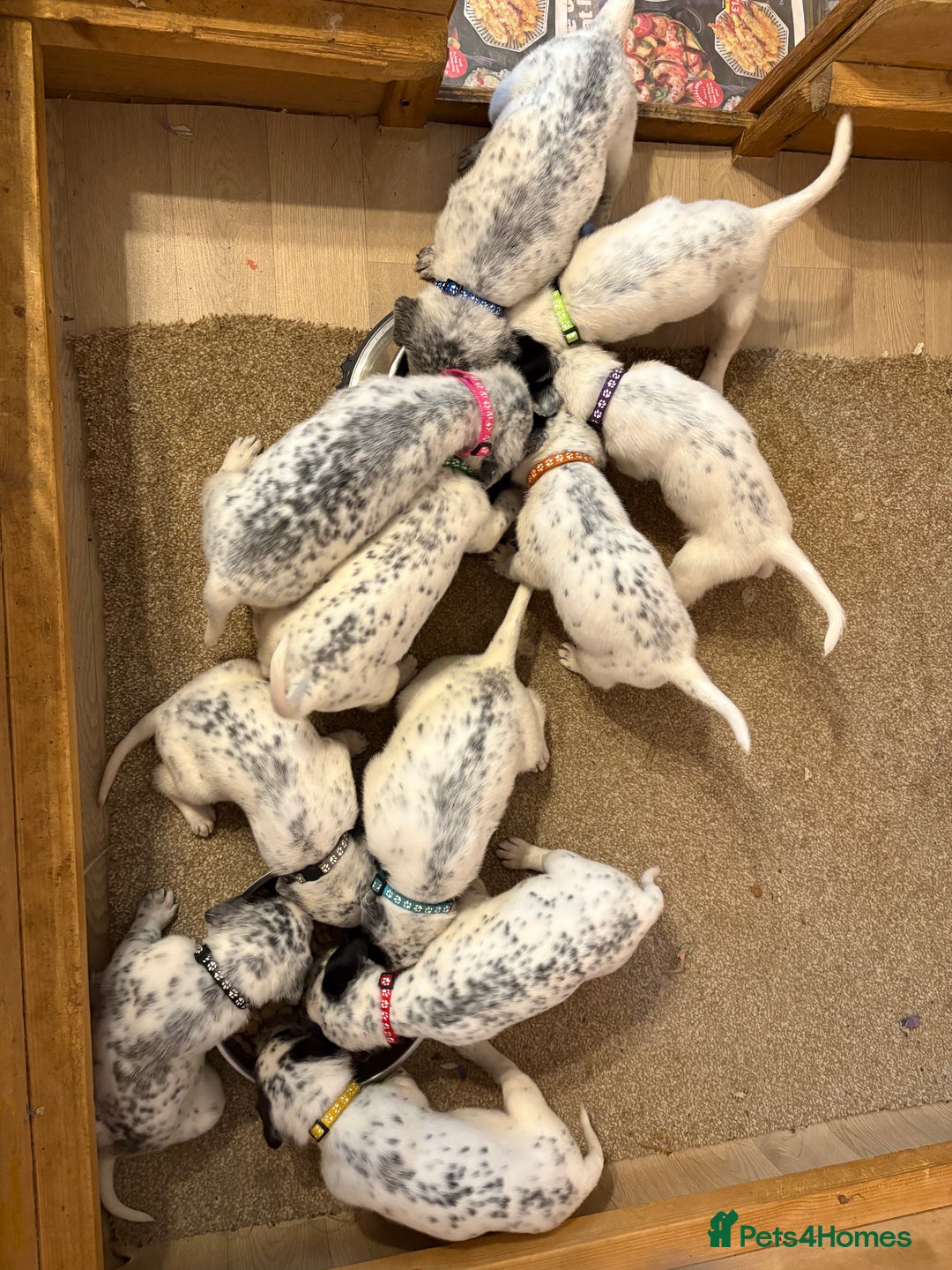 Mixed Breed dogs for sale: Pyrematian puppies - Advert 2