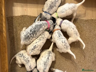 Mixed Breed dogs Pyrematian puppies - Advert 13