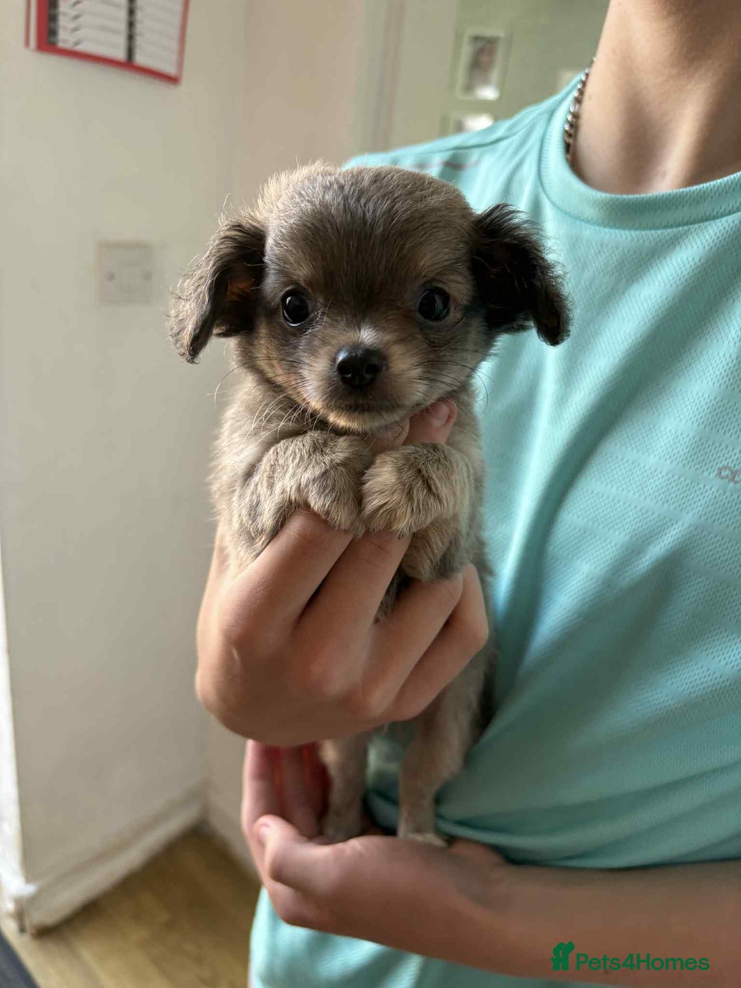 Chihuahua dogs for sale: Two boy chihuahua puppies  - Image 3