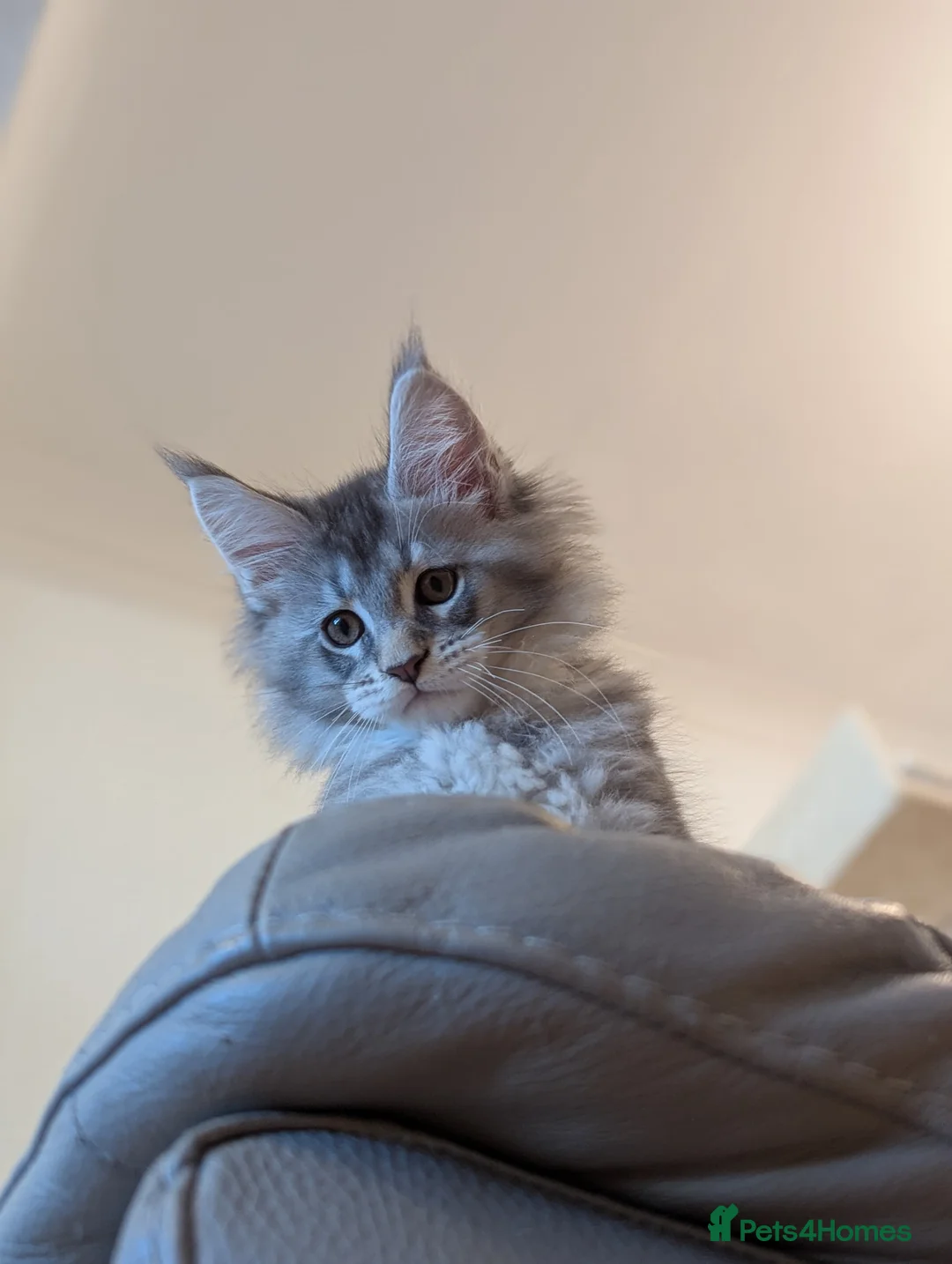 Maine Coon cats for sale: 🏅GCCF🏅 pure maine coon kittens  - Advert 19