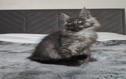 Maine Coon cats for sale: European Maine coon Kittens - Image 13