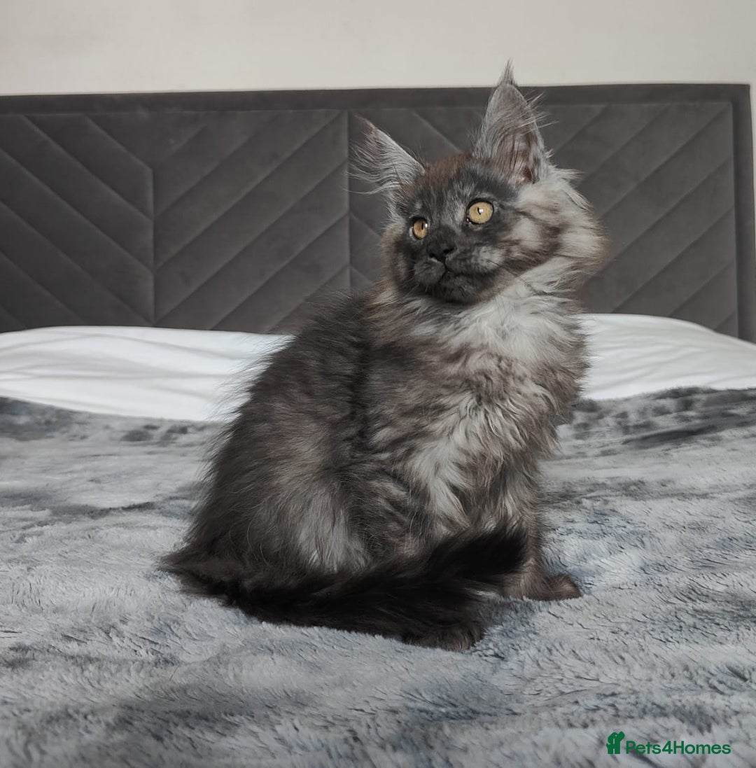 Maine Coon cats for sale: European Maine coon Kittens - Image 13