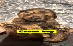 Mixed Breed dogs for sale: Rottweiler x Akita  - Image 14