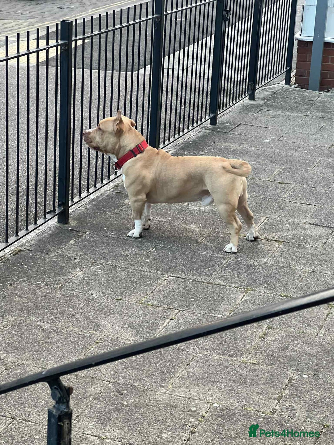 American Bull Staffy dogs for stud: American bully pocket - Image 3